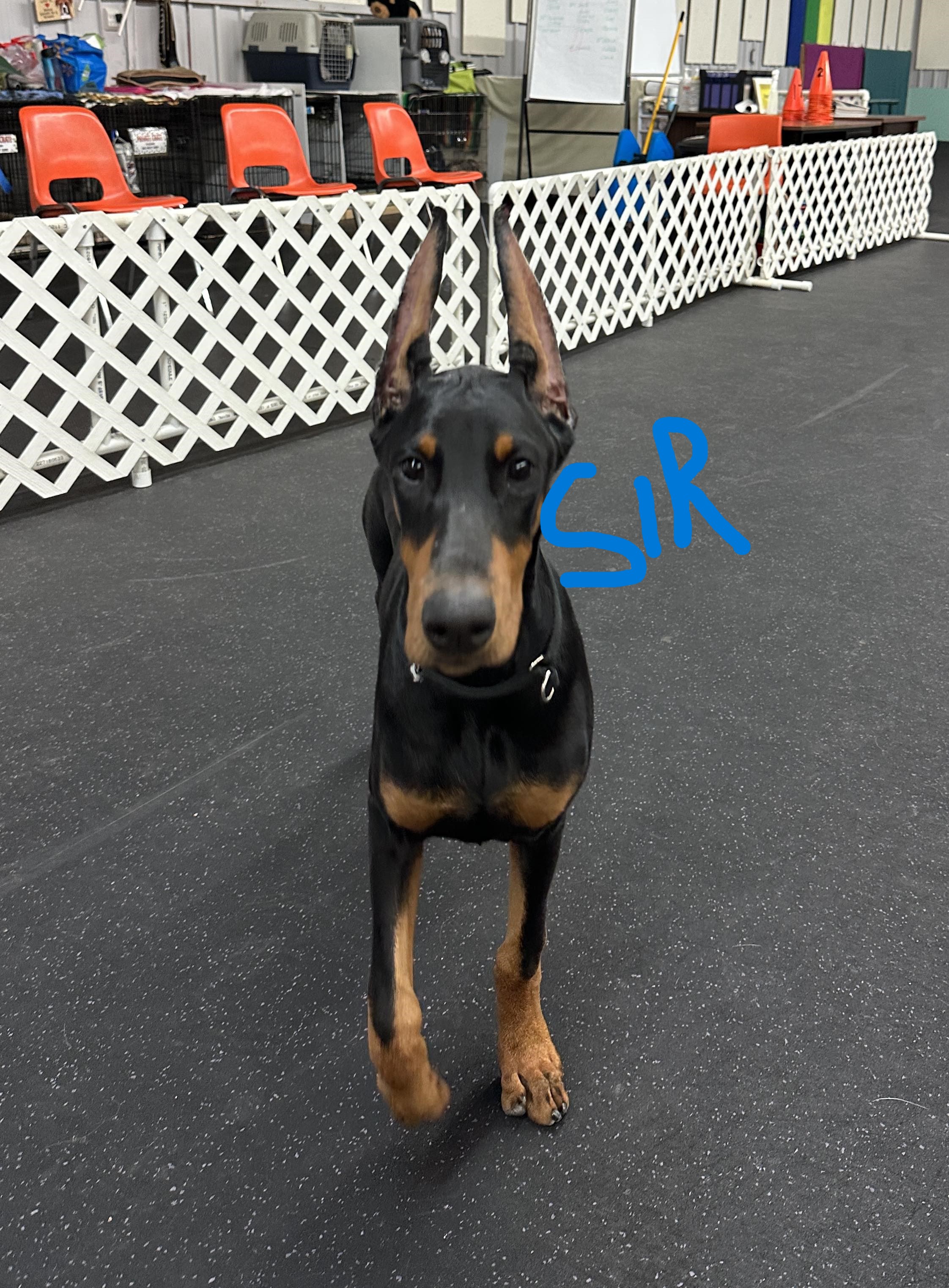 Sir puppy